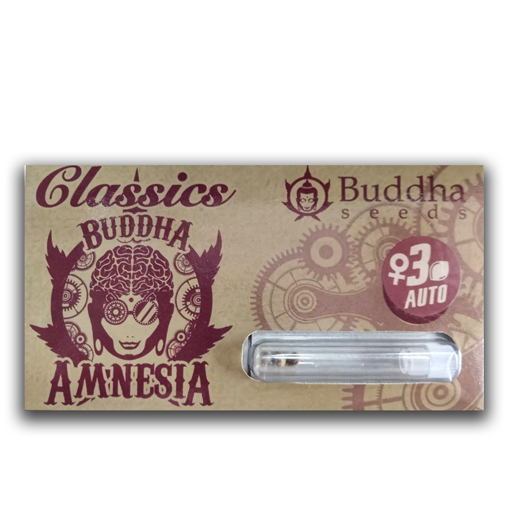 BUDDHA SEEDS AMNESIA AUTO X3