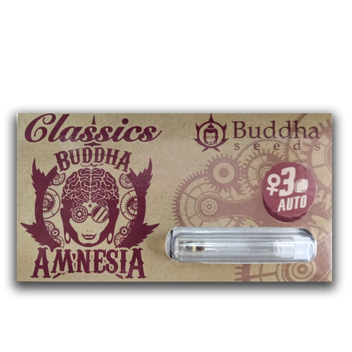 BUDDHA SEEDS AMNESIA AUTO X3