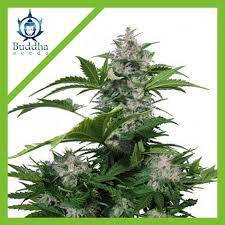 BUDDHA SEEDS WHITE WIDOW AUTO X3