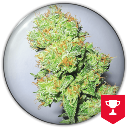 [SCMDS1165] MEDICAL SEEDS Y GRIEGA CBD X3