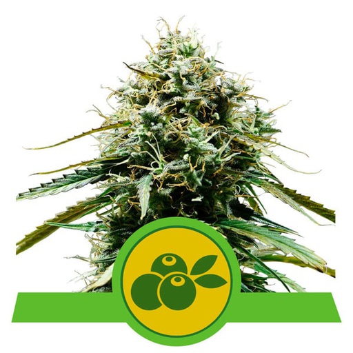 ROYAL QUEEN SEEDS HAZE BERRY AUTO X3