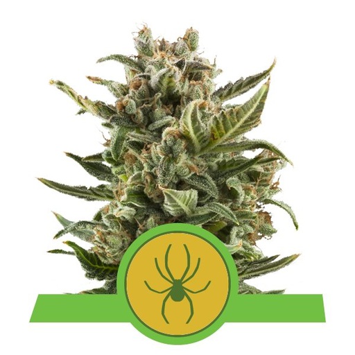 [SCRQS1197] ROYAL QUEEN SEEDS WHITE WIDOW AUTO X3